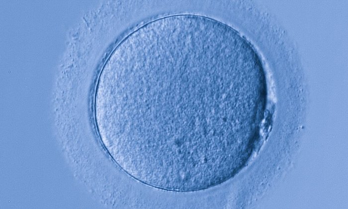 Epigenetische Prozesse spielen bei der Entwicklung des Embryos aus einer befruchteten Eizelle eine entscheidende Rolle.