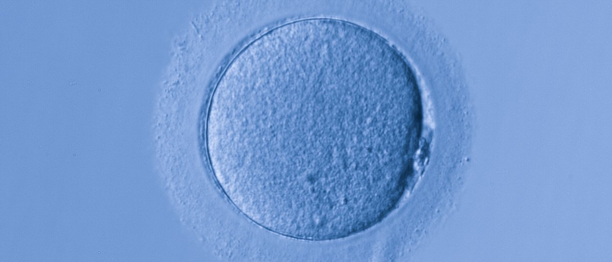 Epigenetische Prozesse spielen bei der Entwicklung des Embryos aus einer befruchteten Eizelle eine entscheidende Rolle.