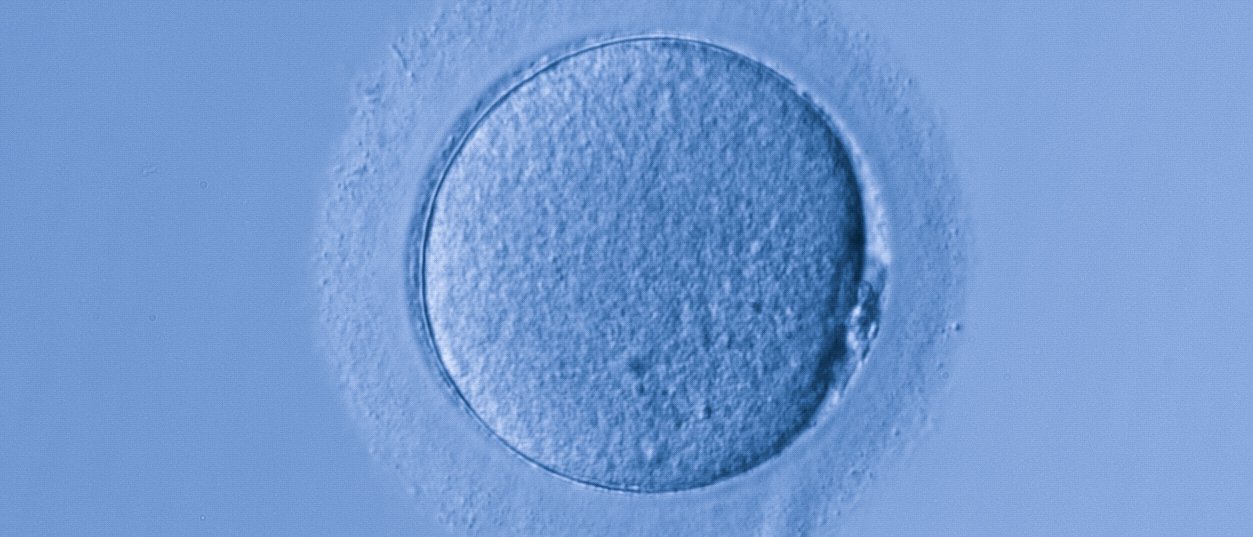 Nach der Befruchtung der Eizelle sind epigenetische Prozesse entscheidend für die Entwicklung des Embryos. Epigenetische Prozesse spielen bei der Entwicklung des Embryos aus einer befruchteten Eizelle eine entscheidende Rolle.