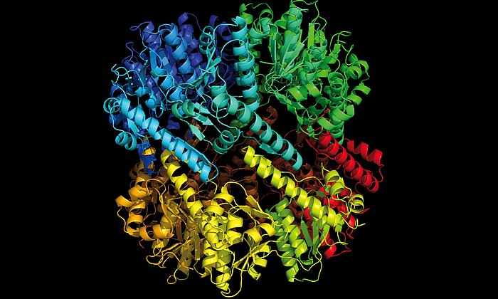 The target: bacterial protease ClpP - Image: M. Gersch / TUM
