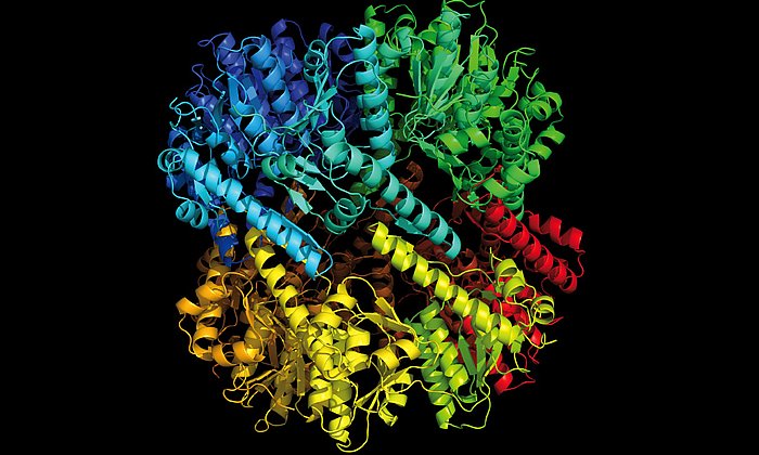 Das Ziel des Angriffs: die Protease ClpP - Bild: M. Gersch / TUM