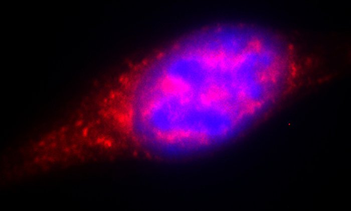 Auf der Abbildung ist eine Gewebezelle des Knochenmarks einer Maus zu sehen, die den Botenstoff CTGF (rot) absondert. Der Zellkern ist in blau angefärbt. (Bild: Rouzanna Istvanffy / TUM)