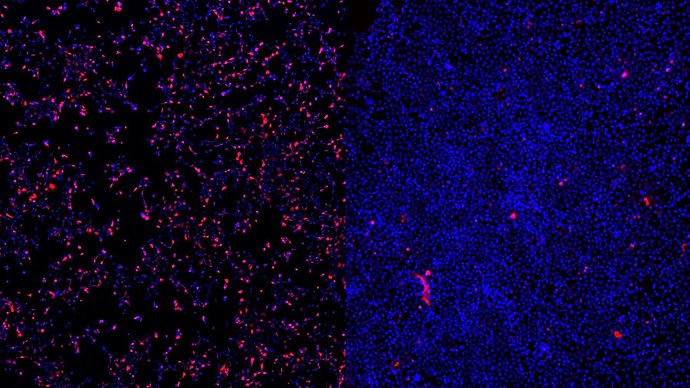 Cell uptake ASO therapies
