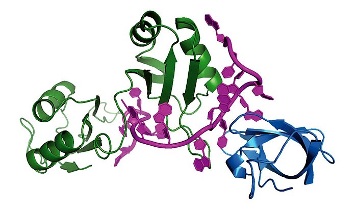 Complex of the proteins Sxl dRBD3 (green) and Unr CSD1 (blue) with msl2 RNA (magenta)