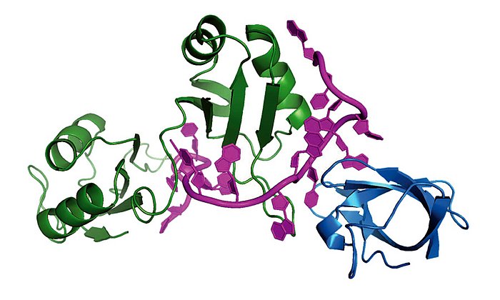 Komplex der Proteine Sxl dRBD3 (grün) und Unr CSD1 (blau) mit msl2 RNA (magenta)