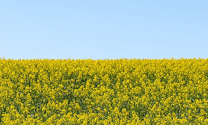 Rapsanbau auf den Versuchsfeldern der TUM.