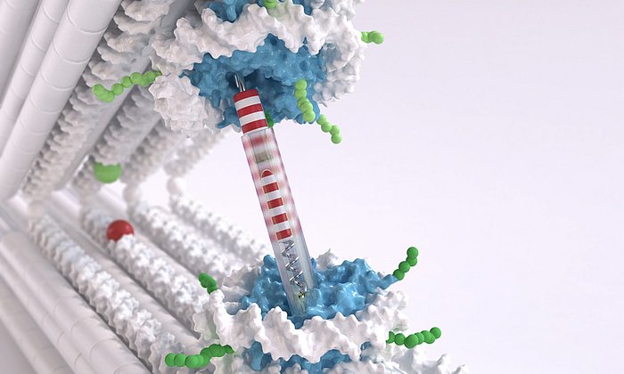 Die Pinzetten-Struktur besteht aus zwei starren DNA-Balken, die durch ein Gelenk verbunden sind.