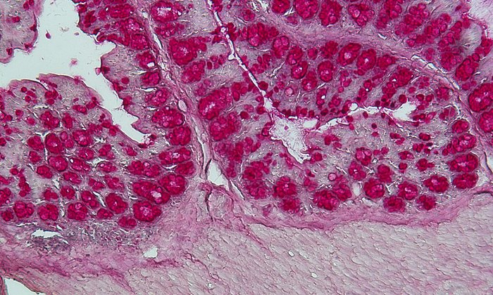 Die Mikrobiota im Darm (hier eine histologische Färbung eines Darmquerschnitts) beeinflusst maßgeblich das Immunsystem des Wirts. (Bild: Caspar Ohnmacht / ZAUM)