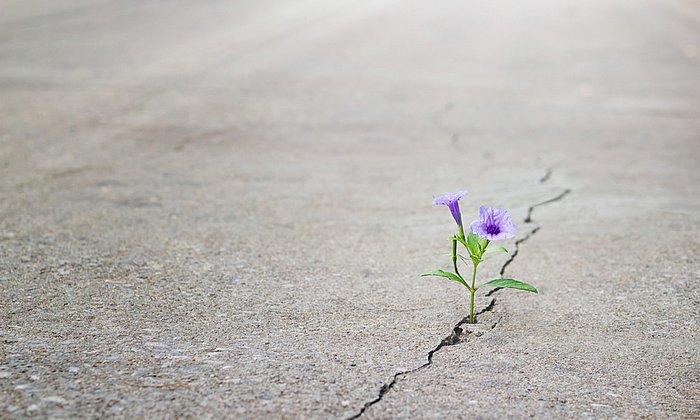 Eine Blume wächst aus dem Riss in einer Asphaltstraße.