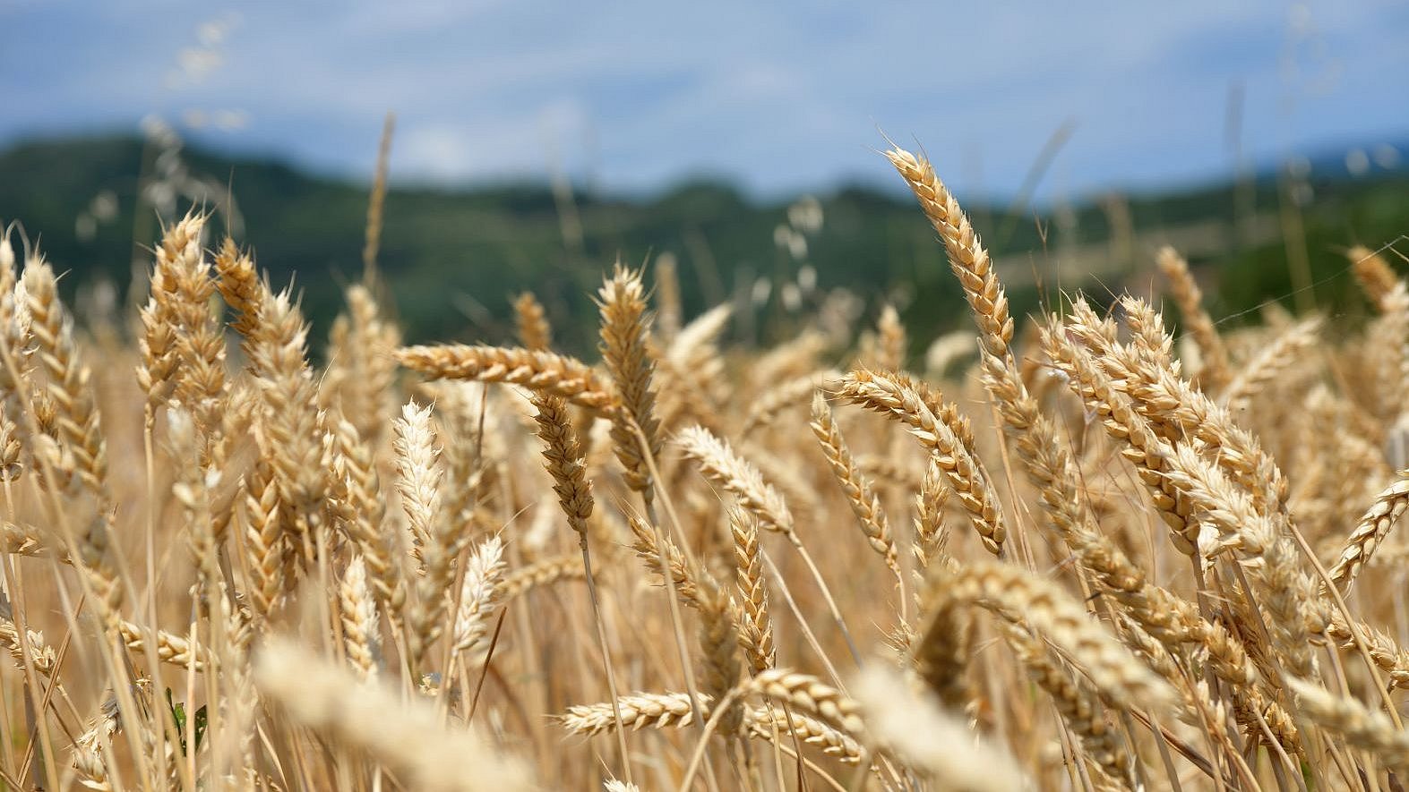 New wheat varieties utilize nitrogen more efficiently than those now used. wheat field