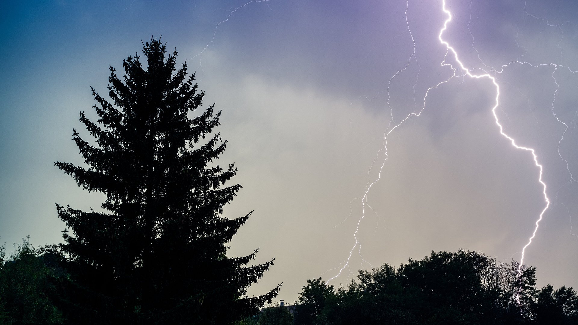 Lightning over trees Lightning over trees