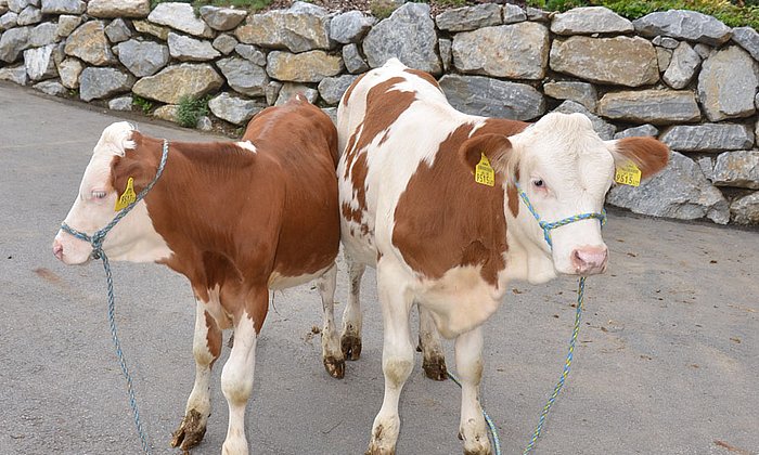 Zwei 19 Wochen alte Jungrinder: Das Tier links trägt den Gendefekt, der zu einer Wachstumsstörung führt, das rechte ist normal entwickelt. (Foto: M. Wassertheurer / NOE Genetik)