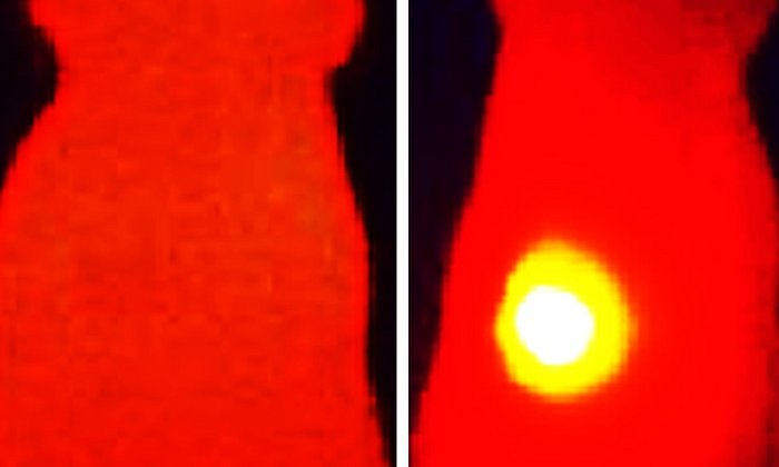 Infrared thermal images show elevated tumor (yellow) temperature in mice after laser irradiation in with OMV-melanin treated mice (right image). The image on the left shows a mouse treated with OMVs without melanin.
