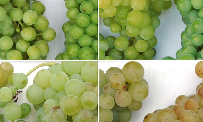 Mit zunehmender Reife reichern sich immer mehr Aromastoffe in der Haut der Weintrauben an.