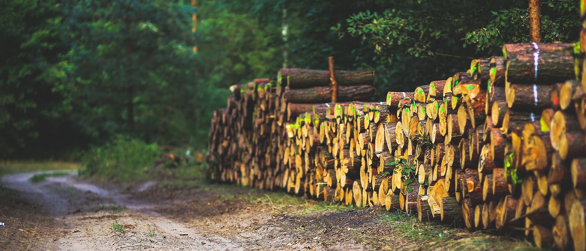 Holzstämme am Wegrand aufeinander gestapelt.