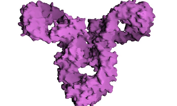 Typische Y-Form eines Immunglobulin G. (Bild: Gareth White / PROTEINS, Structure, Function and Genetics / CC 2.0)