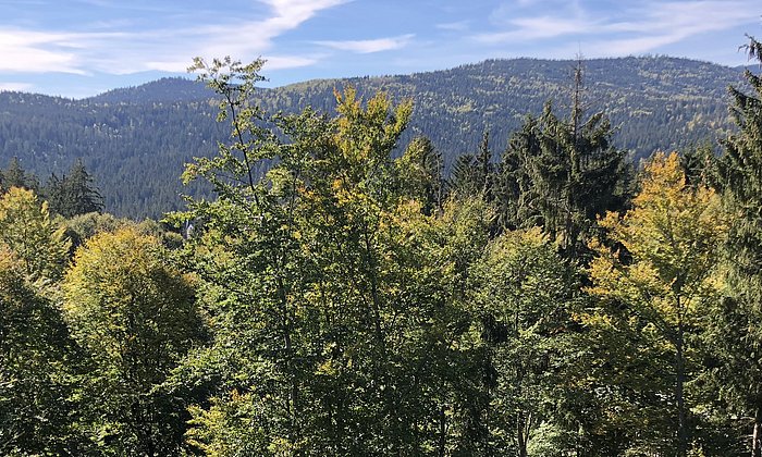 Photo of a forest with different species of trees.