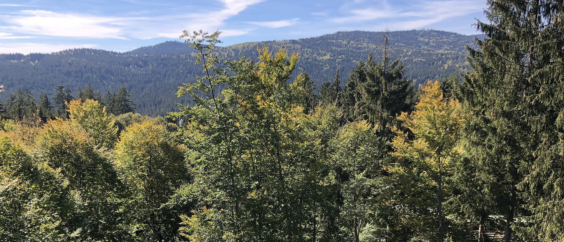 Photo of a forest with different species of trees.