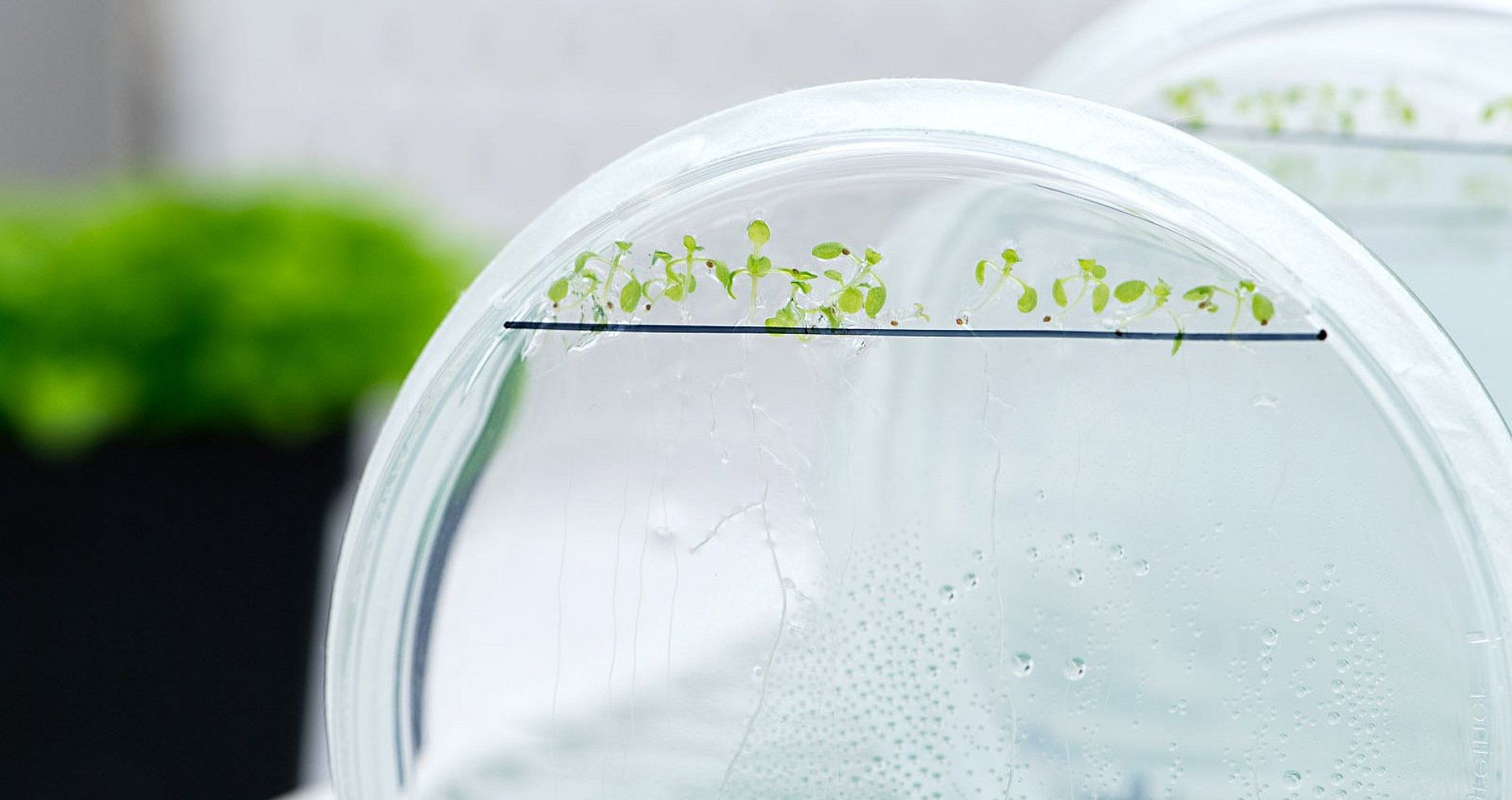 Detailaufnahme aus der Phytopathologie am Wissenschaftszentrum Weihenstephan der Technischen Universität München (TUM)