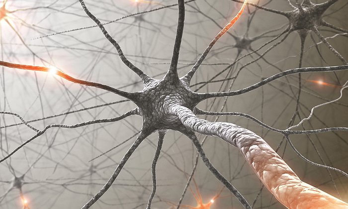 Computerillustration des menschlichen Nervensystems (ILLUSTRATION: Ktsdesign / Fotoloia)