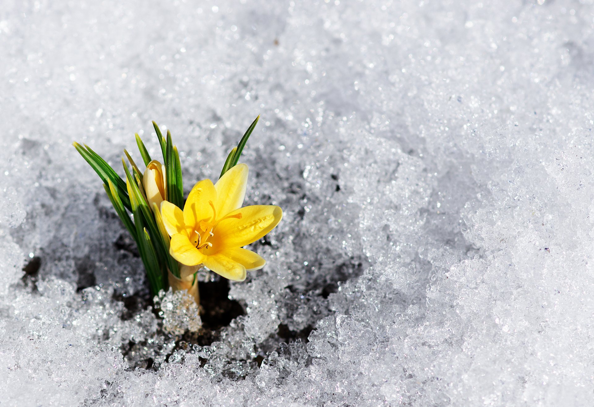 Sind die Pflanzen nicht gegen Spätfrost gewappnet, kann dieser die Ernte zerstören. (Foto: VolkovaIrina / iStock)