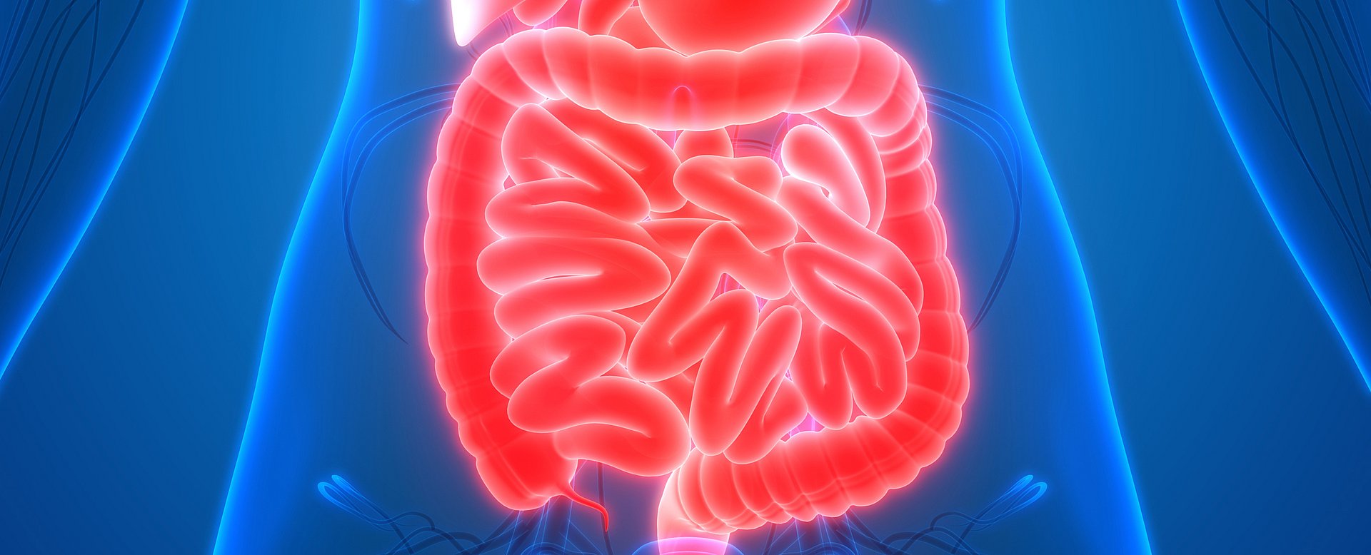 Das Darmhormon Sekretin hat eine neu entdeckte, zusätzliche Funktion: Es aktiviert das Energie verbrauchende Braune Fettgewebe – der Darm spricht sozusagen mit dem Gehirn und meldet darüber, dass Sättigung eingesetzt hat. (Foto: iStock/ magicmine)