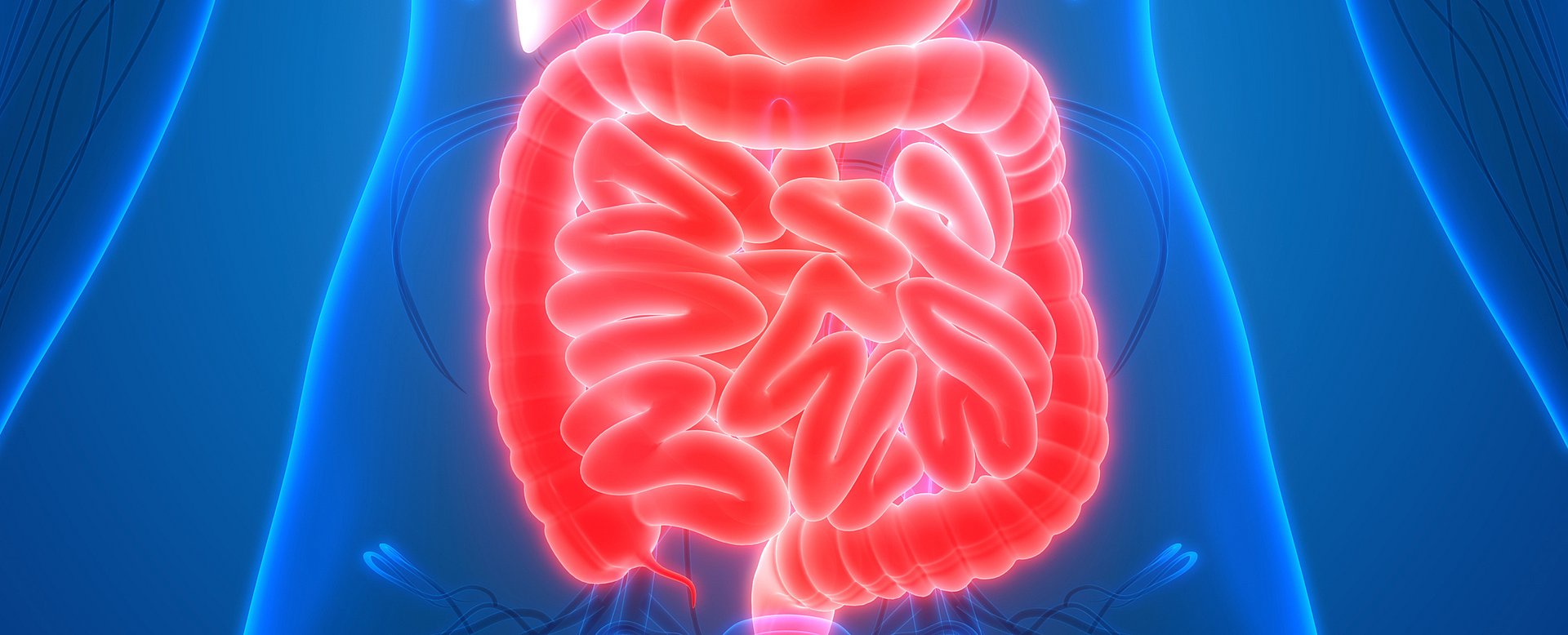 The intestinal hormone secretin has a newly discovered, additional function: it activates the energy-consuming brown fatty tissue - the intestine talks to the brain and reports that saturation has set in. (Photo: iStock/ magicmine)