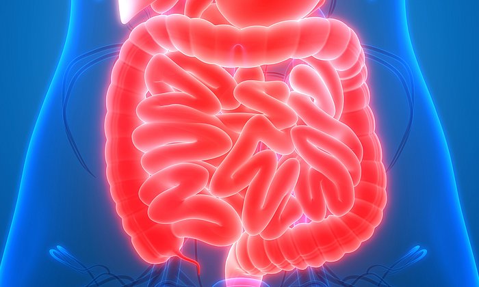 Das Darmhormon Sekretin hat eine neu entdeckte, zusätzliche Funktion: Es aktiviert das Energie verbrauchende Braune Fettgewebe – der Darm spricht sozusagen mit dem Gehirn und meldet darüber, dass Sättigung eingesetzt hat. (Foto: iStock/ magicmine)