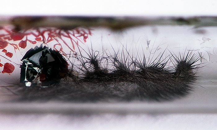 Needles of the flexible semiconducting material SnIP; on the left side residual black phosphorus and tiniodide (red)