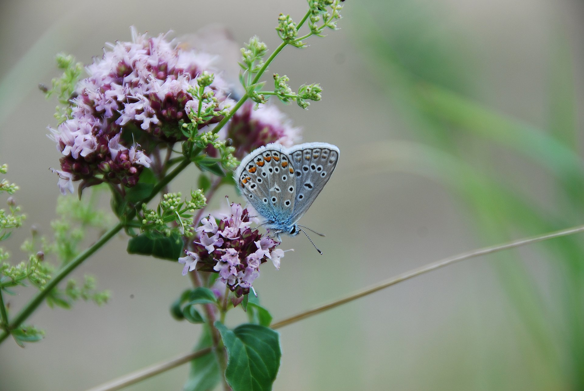 Hauhechelbläuling Polyommatus icarus, einer der häufigsten Bläulinge mit stark abnehmenden Populationen. (Foto: J. Habel/ TUM)