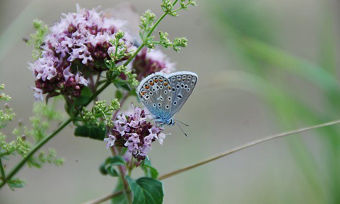 Hawkblossom Polyommatus icarus, one of the most common blue owls with rapidly declining populations. (Photo: J. Habel/ TUM)