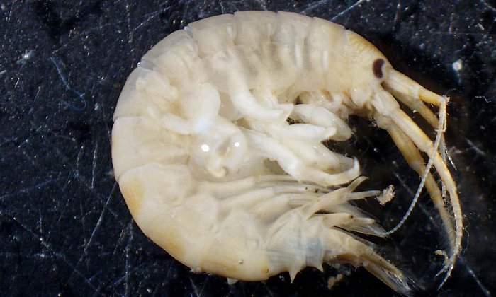 Zeitgleich mit der Invasion der so genannten Killer-Shrimps oder des Großen Höckerflohkrebses seit Beginn der 1990er-Jahre sind die Bestände vieler heimischer wirbelloser Tierarten in Mitteleuropa zurückgegangen. (Foto: J. Brandner/ TUM)