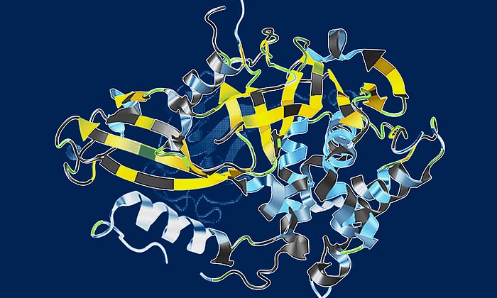 Nicht für alle Proteine ist die dreidimensionale Struktur bekannt.