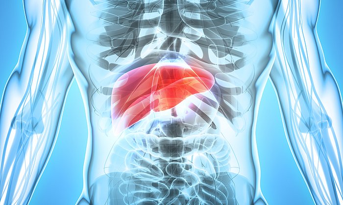 The treatment of liver disease in the final stage is the liver transplantation. But the number of donated livers is limited. A main goal of regenerative medicine is therefore to produce human tissues that form functioning three-dimensional liver diverticuli. (Photo: Fotolia/Yodiyim)