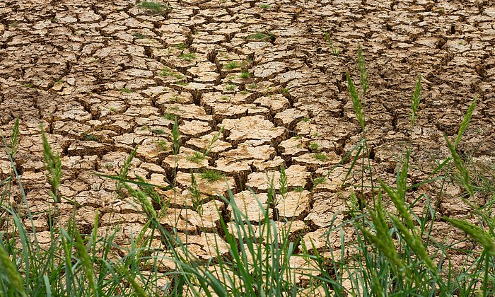 Immer häufiger liegen die Temperaturen über dem Optimum fürs Pflanzenwachstum – wie diesen Sommer, was die Humusbildung und Bodenqualität verschlechtert. (Bild: Fotolia)