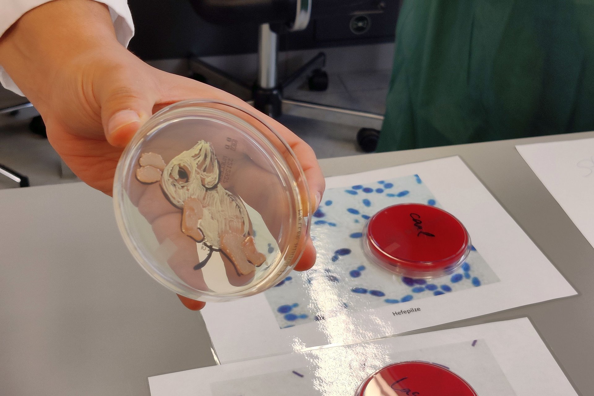Am Institut für Medizinische Mikrobiologie, Immunologie und Hygiene hält eine Hand eine Petrischale mit einer Bakterienkultur, die in Form der Maus aus der "Sendung mit der Maus" gewachsen ist.