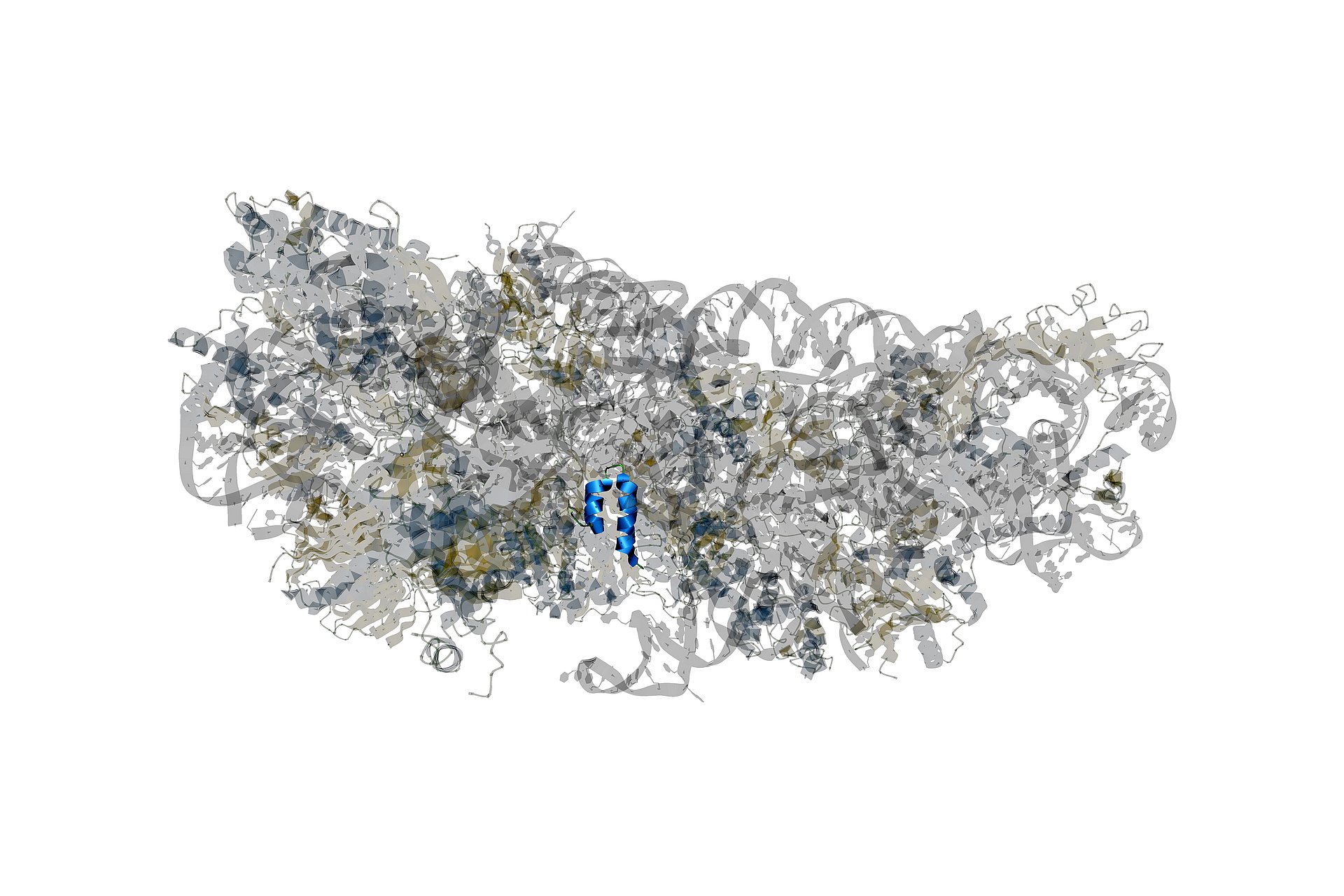 Struktur des SARS-CoV-2-Proteins NSP1 (blau) im Komplex mit einem Wirts-Ribosom (grau). NSP1 blockiert das Ablesen von Wirts-mRNA in vom Virus befallenen Zellen.