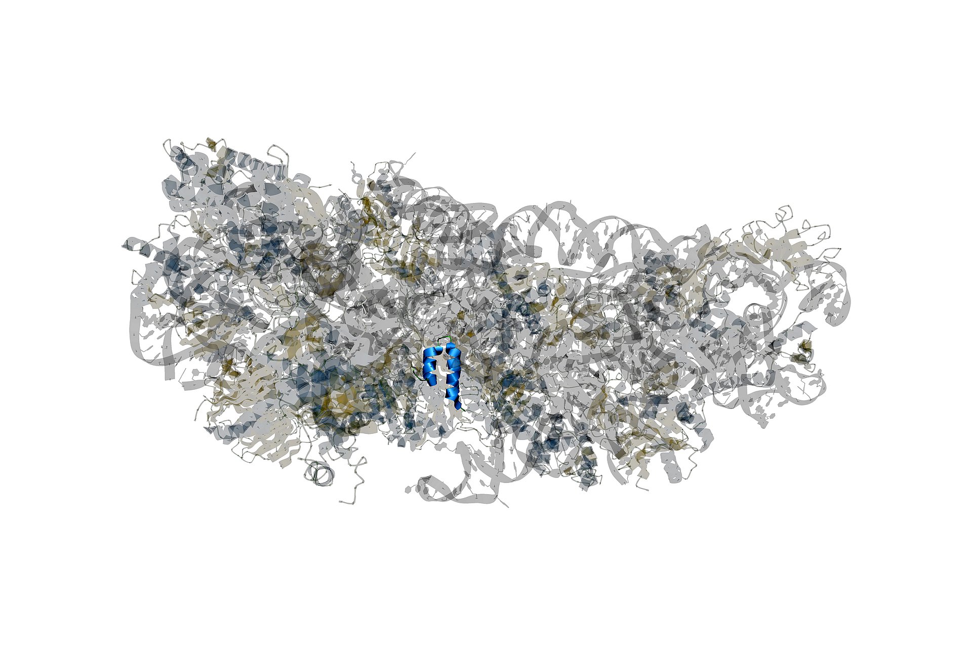 SARS-CoV-2-Protein NSP1 Struktur des SARS-CoV-2-Proteins NSP1 (blau) im Komplex mit einem Wirts-Ribosom (grau). NSP1 blockiert das Ablesen von Wirts-mRNA in vom Virus befallenen Zellen.