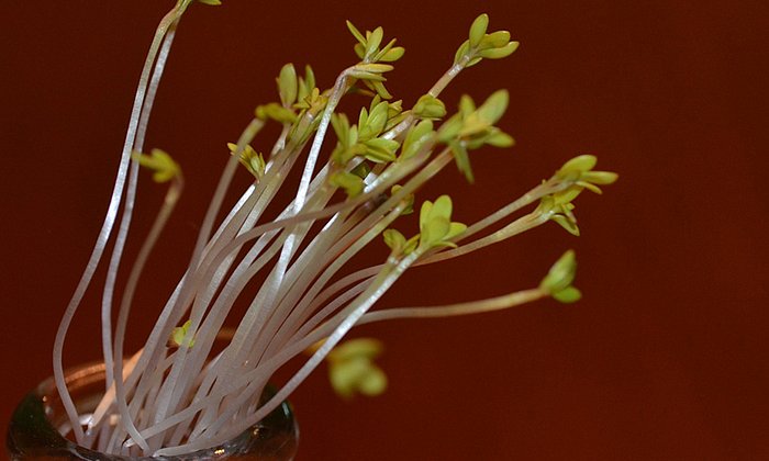 Pflanzen wachsen zum Licht – verantwortlich dafür ist das Pflanzenhormon Auxin.