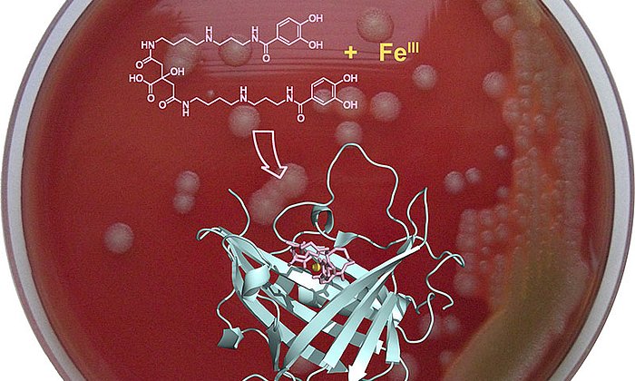 Scientists have developed an innovative strategy for preventing the anthrax bacterium from absorbing iron.