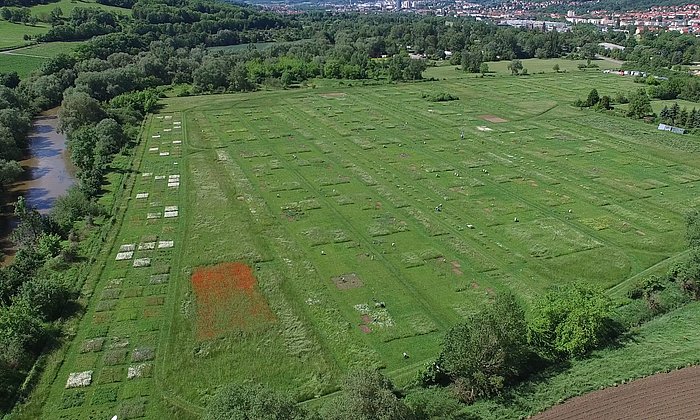 Luftbildaufnahme des Versuchsfelds "Jena Experiment" mit 80 Parzellen.