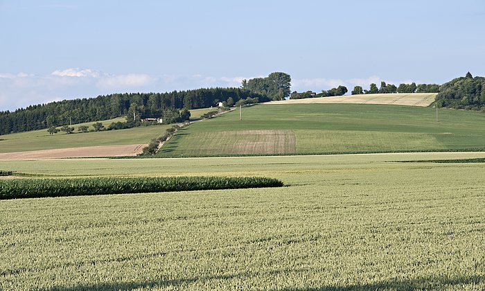 Um einen zu hohen Nitratgehalt im Boden zu vermeiden, bedarf es einer präzisen Dosierung beim Düngen. (Foto: Uli Benz / TU München)