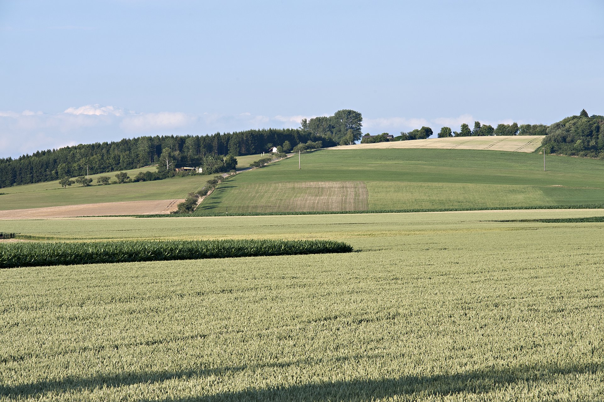 Um einen zu hohen Nitratgehalt im Boden zu vermeiden, bedarf es einer präzisen Dosierung beim Düngen. (Foto: Uli Benz / TU München) Um einen zu hohen Nitratgehalt im Boden zu vermeiden, bedarf es einer präzisen Dosierung beim Düngen. (Foto: Uli Benz / TU München)