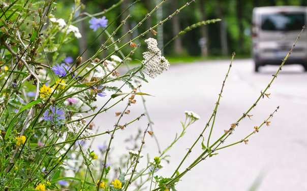 Wiesenblumen am Straßenrand.