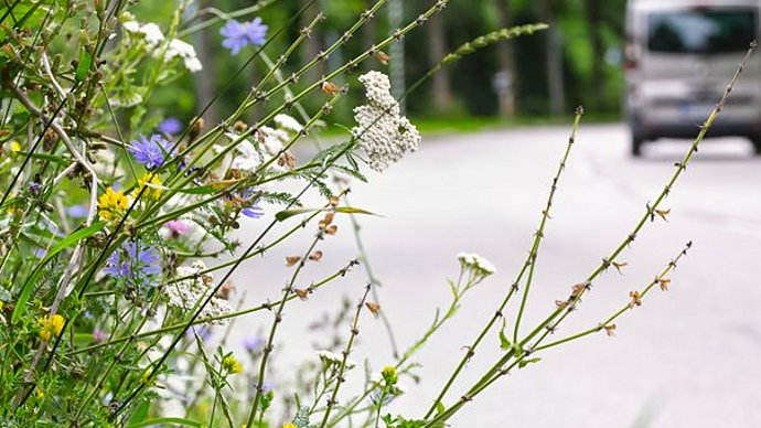 Wiesenblumen am Straßenrand.