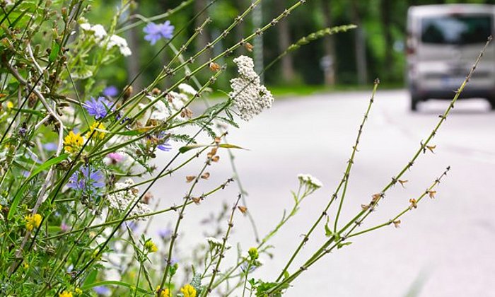 Diverse roadside vegetation can benefit insect diversity.