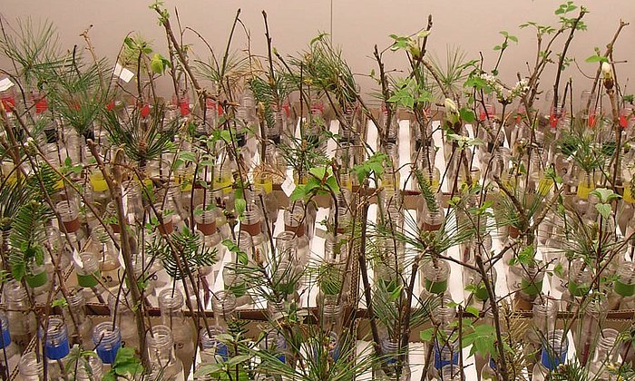 In a climate chamber scientists studied twigs at different temperature and light conditions.