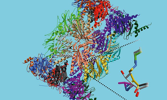 Die Kristallstruktur des Immunoproteasoms. Rechts ein Schema des durch den Inhibitor zerstörten aktiven Zentrums.