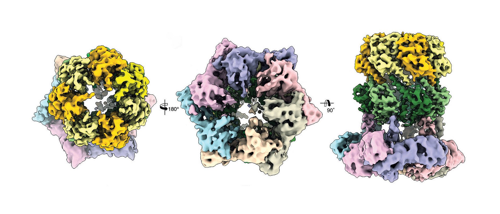 Drei kryo-elektronenmikroskopische Ansichten des Proteinkomplexes ClpX-ClpP. Drei kryo-elektronenmikroskopische Ansichten des Proteinkomplexes ClpX-ClpP.