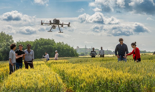 Forschende untersuchen ein Getreidefeld mit einer Drohne.